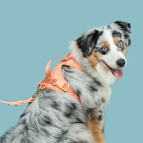 What Kind Of Harness Is Best For Your Dog?