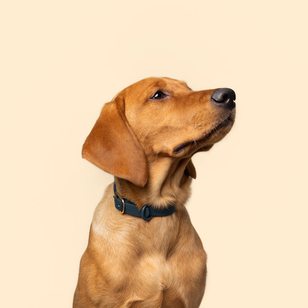 waterproof dog collar navy dog collar