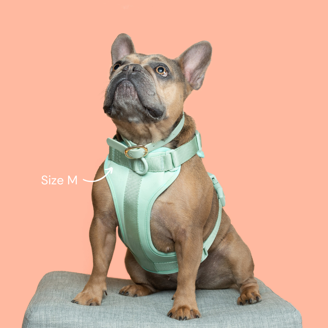 Doggy kingdom harness sales reviews